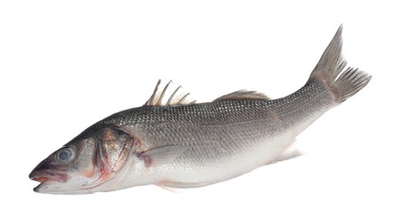 Fresh raw seabass fish isolated on white. Organic seafoodの写真素材
