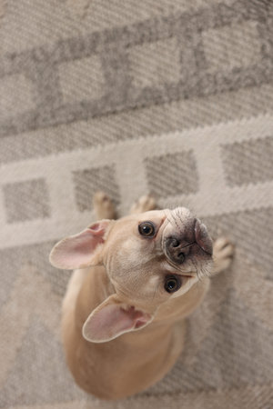 Adorable French bulldog dog sitting on floor, above viewの写真素材