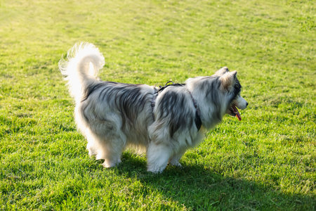 Adorable Alaskan malamute dog standing on green grass outdoors in morning