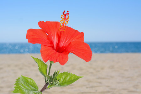 Hibiscus plant with bright red flower on tropical islandの写真素材