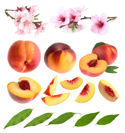 Ripe juicy peaches, blossoms and green leaves on white background, collageの写真素材