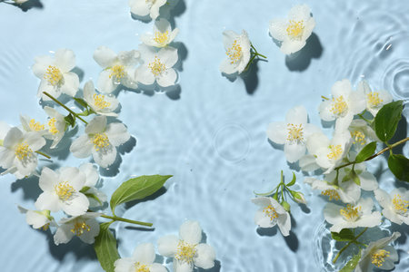 Beautiful jasmine flowers in water on light blue background, flat layの写真素材