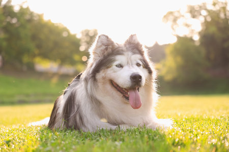 Cute Alaskan malamute dog lying on green grass outdoors in the morning, low angle viewの写真素材