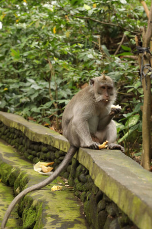 Cute monkey eating banana on low stone wall in park
