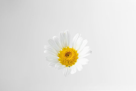 Beautiful chamomile flower bud on white background