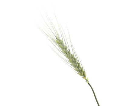 One green wheat spike isolated on white