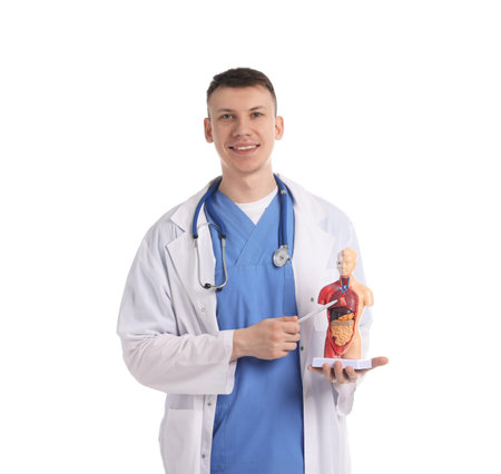 Medical student with human body model on white backgroundの写真素材