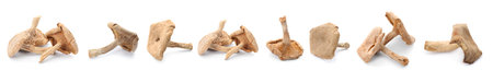 Many dried mushrooms isolated on white, set