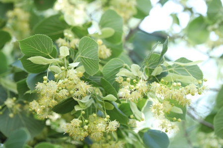 Linden tree branch with leaves and blooming flowers outdoors, closeup