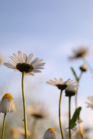 Beautiful chamomile flowers growing under light blue sky, closeup