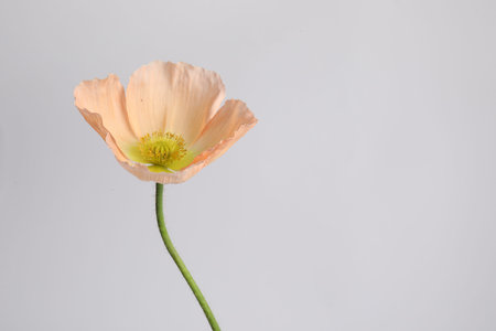 One beautiful poppy flower on grey background, closeup. Space for textの写真素材