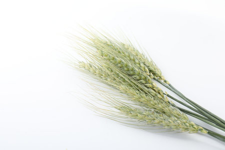 Many green wheat spikes on white backgroundの写真素材