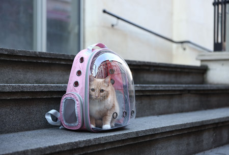 Cute cat in backpack carrier on stairs outdoors