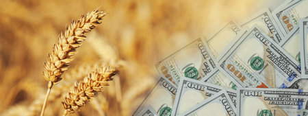 Rising grain price. Ears of wheat and dollar bills, double exposure. Banner designの写真素材