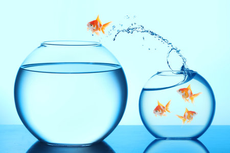 Goldfish jumping out of small glass bowl into bigger one against light blue backgroundの写真素材