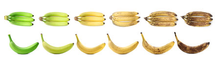 Banana fruits on white background, collage. Different stages of ripenessの写真素材