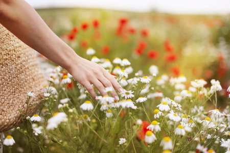 Woman touching chamomile flowers in wildflower meadow, closeupの写真素材