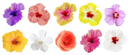Different hibiscus flowers isolated on white, setの写真素材