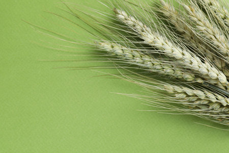 Green wheat spikes on color background, closeup. Space for textの写真素材