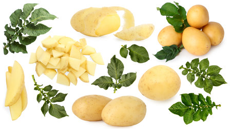 Potatoes and green plant leaves isolated on white, setの写真素材
