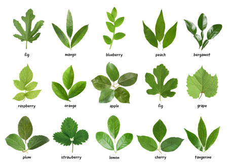 Fresh green leaves of fruit plants on white background. Collage with names