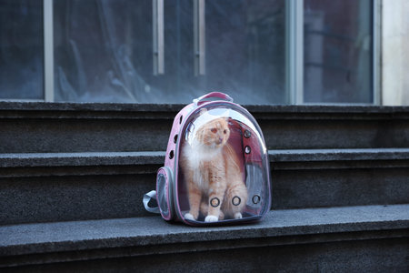 Cute cat in backpack carrier on stairs outdoorsの写真素材