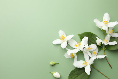 Beautiful jasmine flowers and leaves on green background, flat lay. Space for text