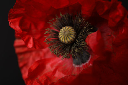 Beautiful red poppy flower on black background, closeupの写真素材