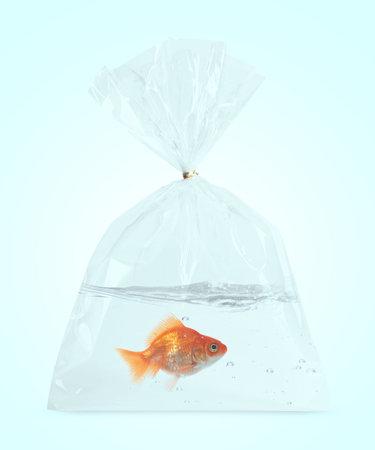 Goldfish in plastic bag with water on light blue backgroundの写真素材