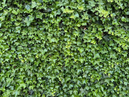Beautiful lush ivy with green leaves as background, closeup