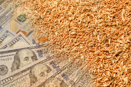 Rising wheat price. Grains and dollar bills, double exposure