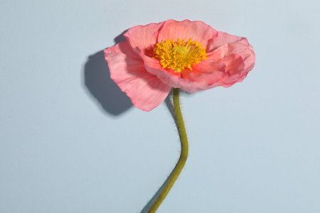 One beautiful poppy flower on light background, closeupの写真素材