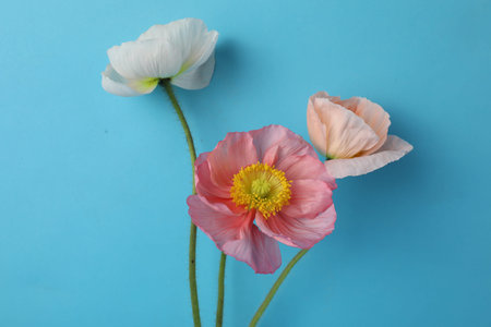 Beautiful poppy flowers on light blue background, closeup