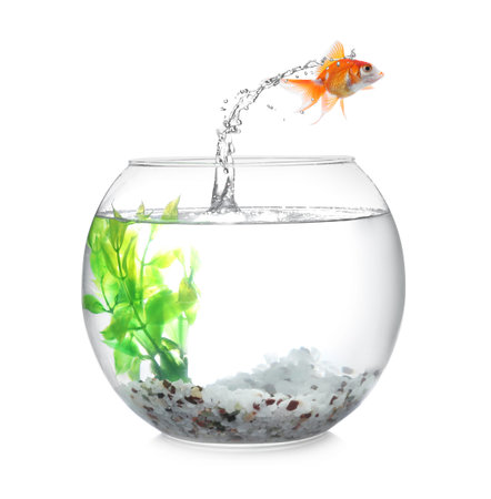 Goldfish jumping out of glass bowl against white backgroundの写真素材