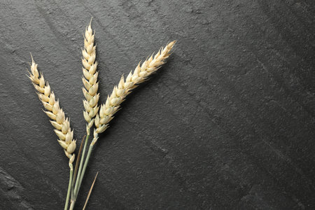 Wheat spikes on black table, flat lay. Space for textの写真素材