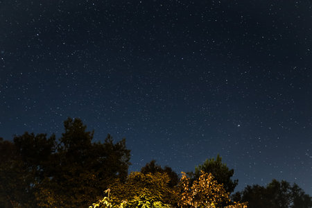 Constellation. Beautiful starry night sky and trees, low angle view