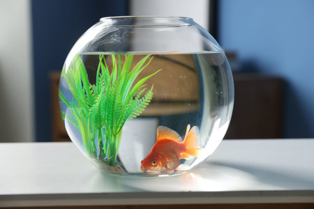 Beautiful goldfish in round aquarium on white table indoors, closeup