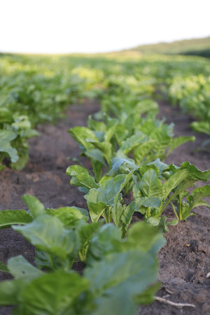 Beetroot with green leaves growing in soil outdoors, closeup