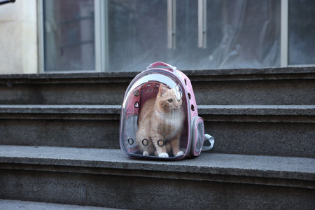 Cute cat in backpack carrier on stairs outdoorsの写真素材