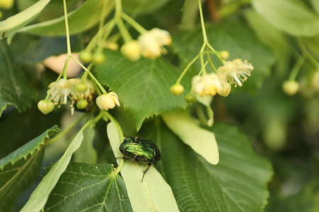 Cockchafer on branch of linden tree with green leaves and blooming flowers outdoors, closeup