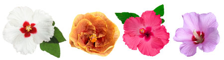 Different hibiscus flowers isolated on white, setの写真素材