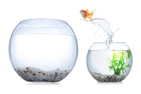 Goldfish jumping out of small glass bowl into bigger one against white backgroundの写真素材