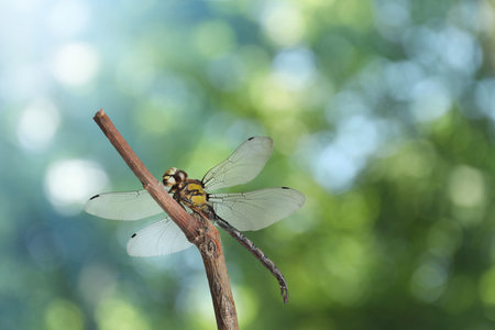 Dragonfly sitting on branch against blurred green background