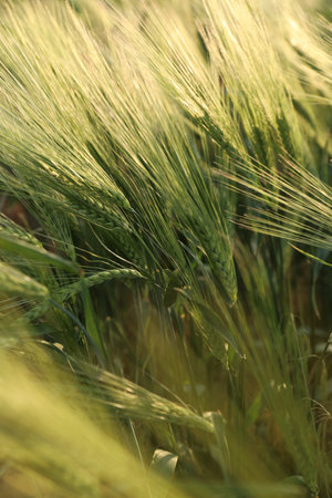 Many wheat spikes growing in field outdoors, closeupの写真素材