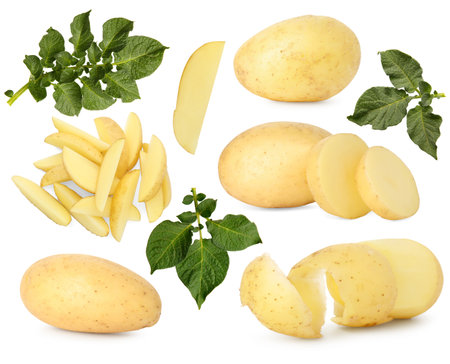 Potatoes and green plant leaves isolated on white, setの写真素材