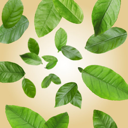 Citrus plant leaves in air against pale orange background