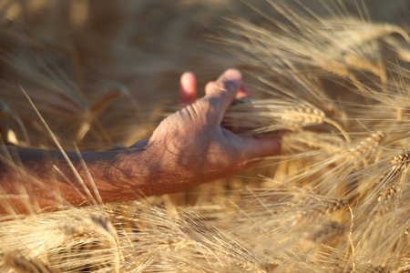 Man touching spikelets of ripe wheat in field outdoors, closeupの写真素材
