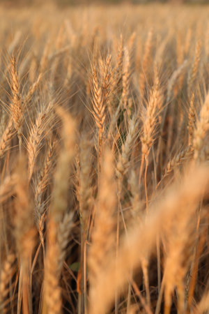 Golden wheat ears growing in field, closeupの写真素材
