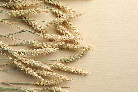 Many wheat spikes on beige background, flat lay. Space for textの写真素材