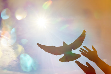 Dove flying from man's hands against sky with sunの写真素材